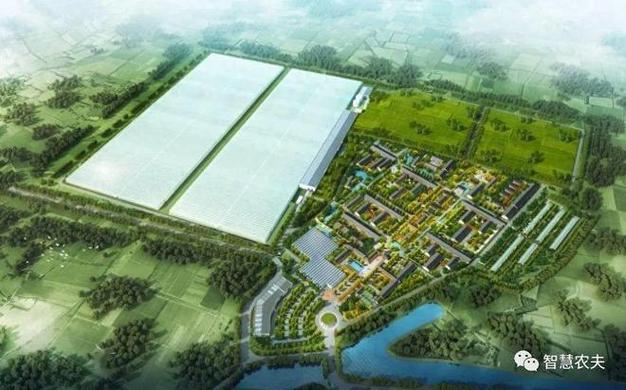 揭秘北京翠湖智慧农场探秘番茄工厂化种植